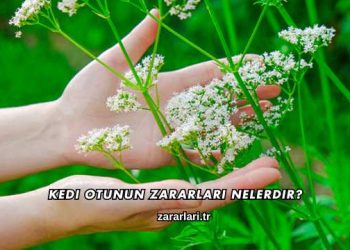 Kedi Otunun Zararları Nelerdir?