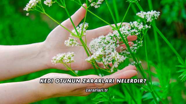 Kedi Otunun Zararları Nelerdir?