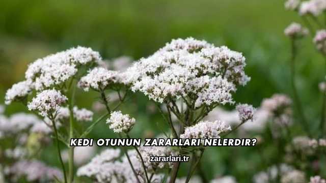 Kedi Otunun Zararları Nelerdir?