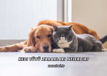 Kedi Tüyü Zararları Nelerdir?