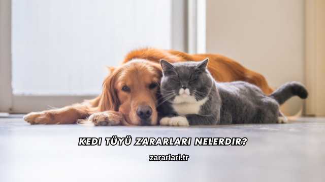 Kedi Tüyü Zararları Nelerdir?