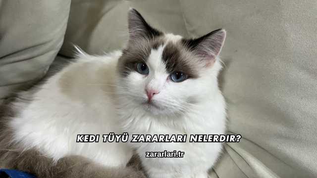 Kedi Tüyü Zararları Nelerdir?