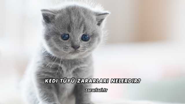Kedi Tüyü Zararları Nelerdir?