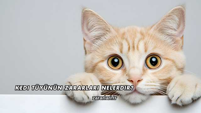 Kedi Tüyünün Zararları Nelerdir?