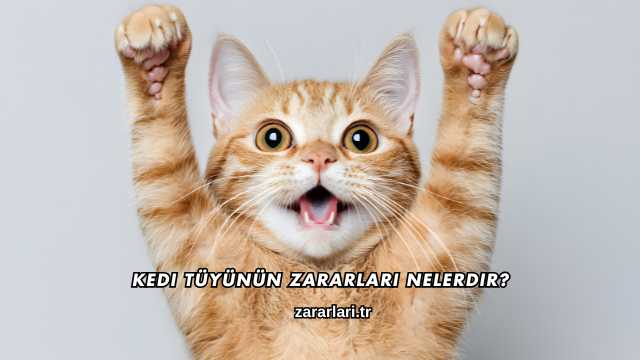 Kedi Tüyünün Zararları Nelerdir?