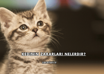 Kedinin Zararları Nelerdir?