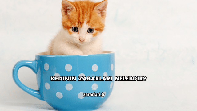 Kedinin Zararları Nelerdir?