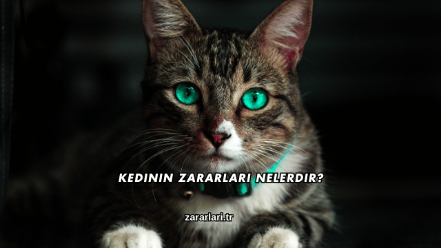 Kedinin Zararları Nelerdir?