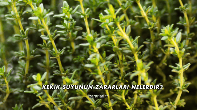 Kekik Suyunun Zararları Nelerdir?