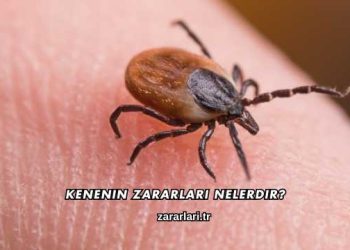 Kenenin Zararları Nelerdir?
