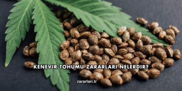 Kenevir Tohumu Zararları Nelerdir?
