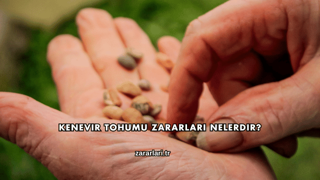 Kenevir Tohumu Zararları Nelerdir?