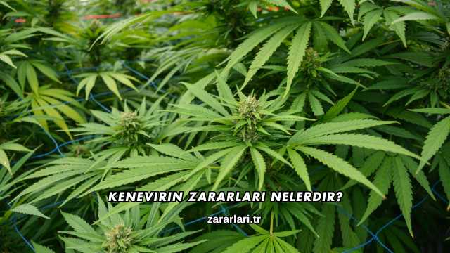 Kenevirin Zararları Nelerdir?