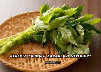 Kereviz Yaprağı Zararları Nelerdir?