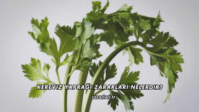 Kereviz Yaprağı Zararları Nelerdir?