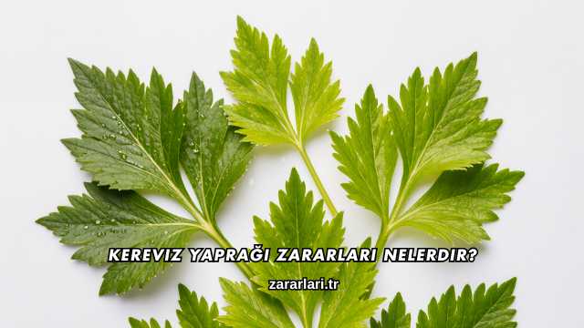 Kereviz Yaprağı Zararları Nelerdir?