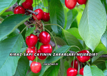 Kiraz Sapı Çayının Zararları Nelerdir?