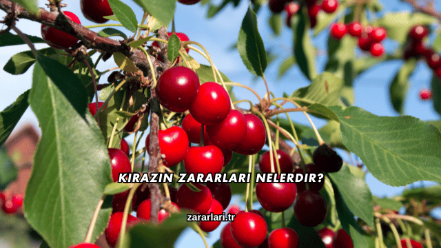 Kirazın Zararları Nelerdir?