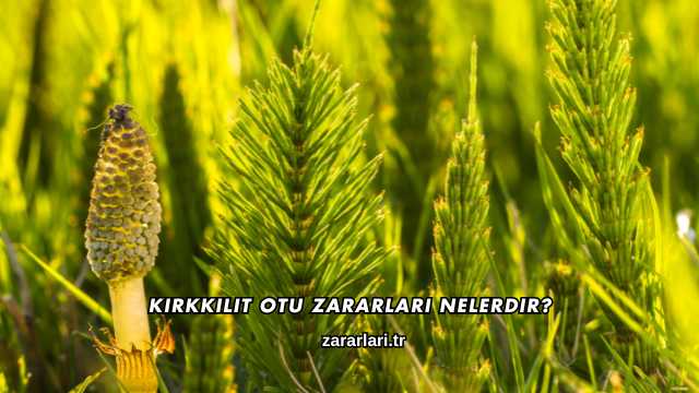 Kırkkilit Otu Zararları Nelerdir?