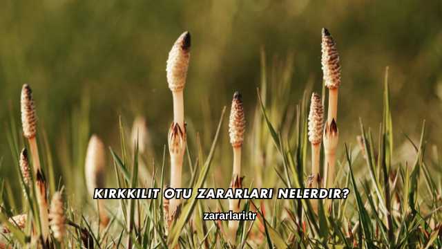 Kırkkilit Otu Zararları Nelerdir?