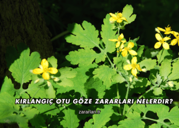 Kırlangıç Otu Göze Zararları Nelerdir?