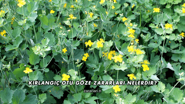 Kırlangıç Otu Göze Zararları Nelerdir?