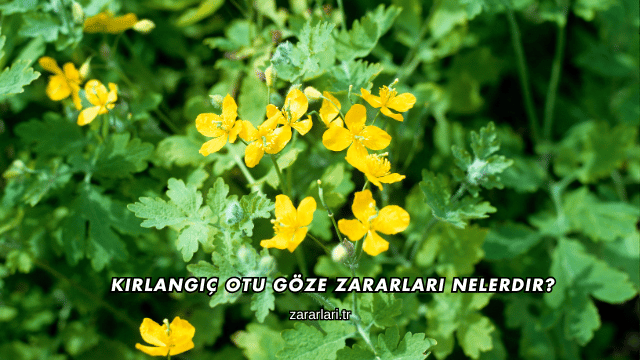 Kırlangıç Otu Göze Zararları Nelerdir?