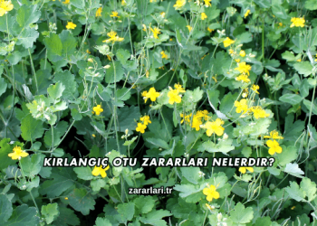 Kırlangıç Otu Zararları Nelerdir?