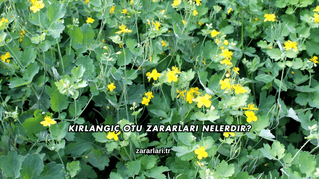 Kırlangıç Otu Zararları Nelerdir?