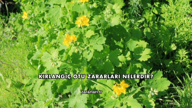 Kırlangıç Otu Zararları Nelerdir?