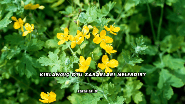 Kırlangıç Otu Zararları Nelerdir?