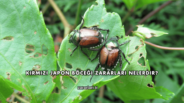 Kırmızı Japon Böceği Zararları Nelerdir?