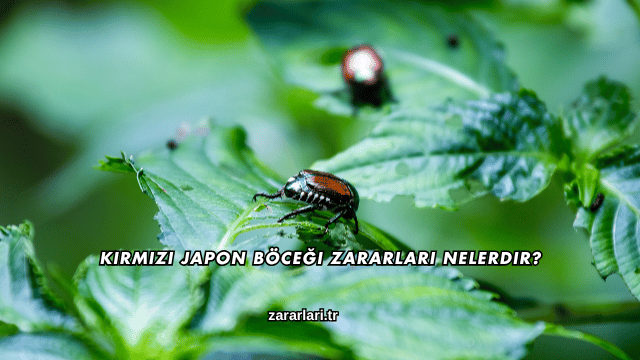 Kırmızı Japon Böceği Zararları Nelerdir?