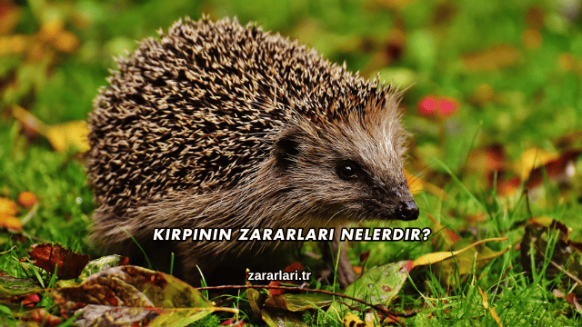 Kirpinin Zararları Nelerdir?