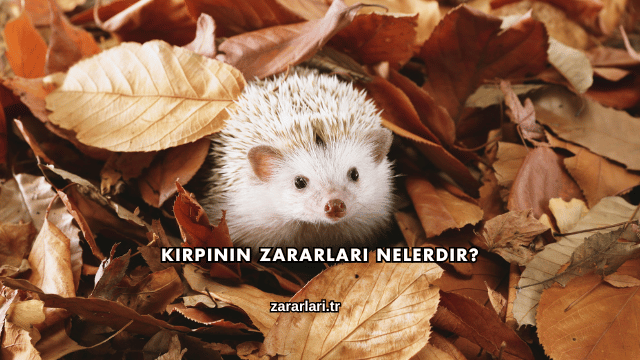 Kirpinin Zararları Nelerdir?