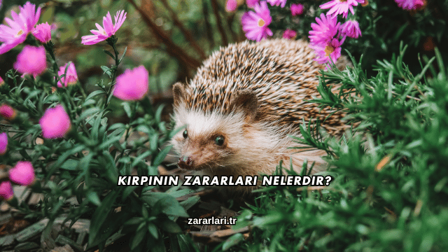 Kirpinin Zararları Nelerdir?