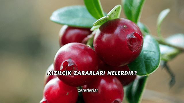 Kızılcık Zararları Nelerdir?