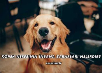 Köpek Nefesinin İnsana Zararları Nelerdir?