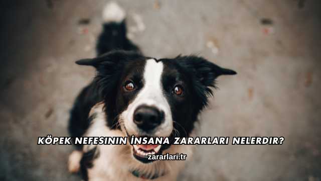Köpek Nefesinin İnsana Zararları Nelerdir?
