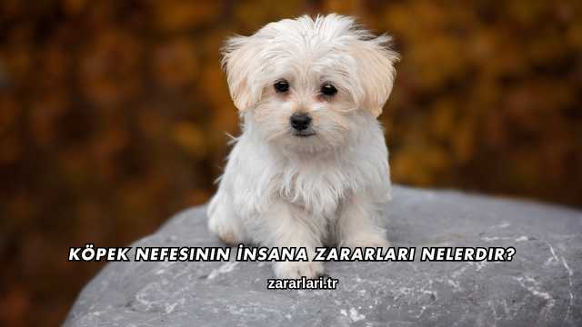 Köpek Nefesinin İnsana Zararları Nelerdir?
