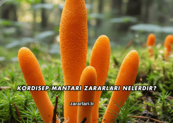 Kordisep Mantarı Zararları Nelerdir?