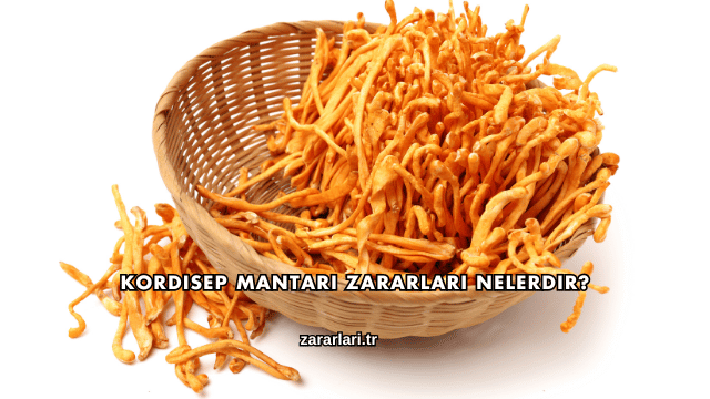 Kordisep Mantarı Zararları Nelerdir?