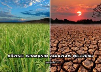 Küresel Isınmanın Zararları Nelerdir?