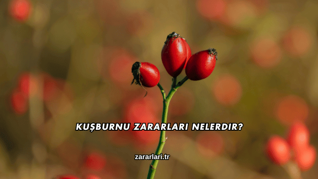 Kuşburnu Zararları Nelerdir?