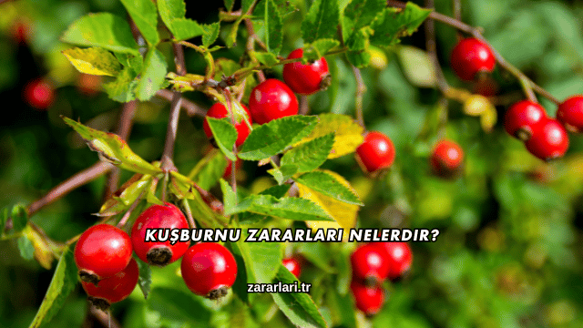 Kuşburnu Zararları Nelerdir?