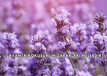 Lavanta Kokusunun Zararları Nelerdir?