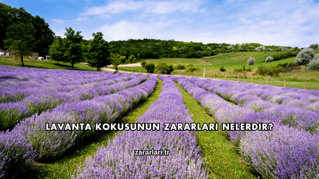 Lavanta Kokusunun Zararları Nelerdir?