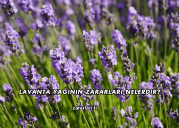 Lavanta Yağının Zararları Nelerdir?