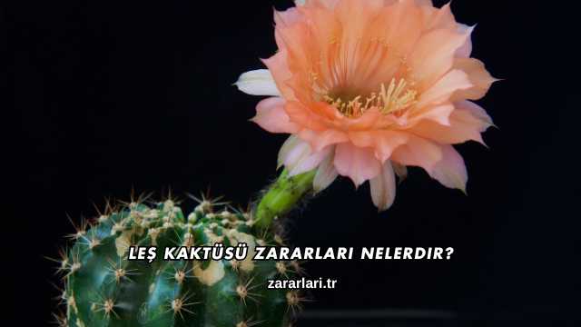Leş Kaktüsü Zararları Nelerdir?