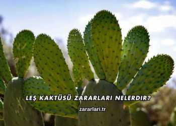 Leş Kaktüsü Zararları Nelerdir?